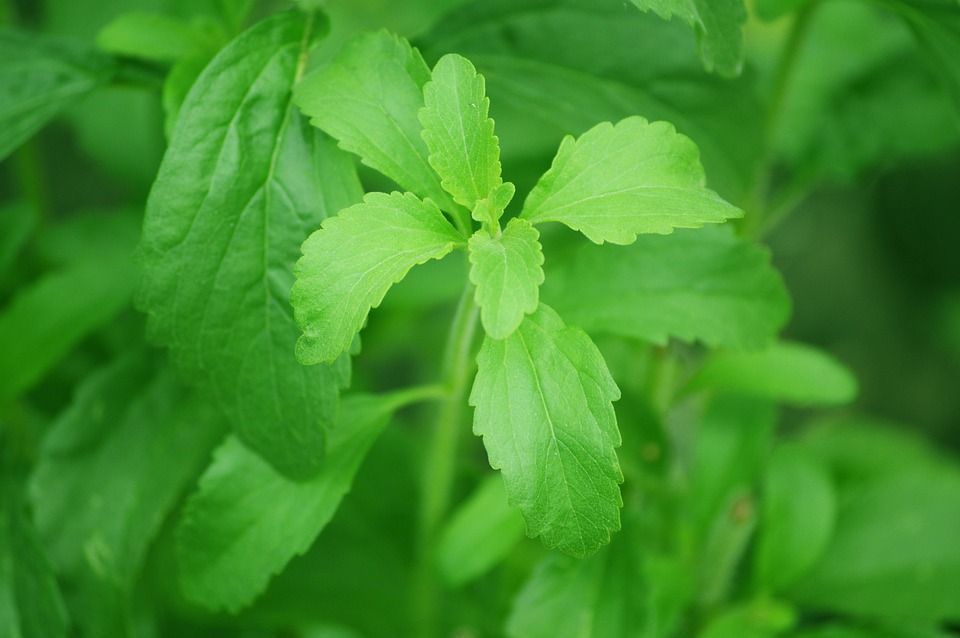 stevia-CABECERA1 stevia-CABECERA1 stevia-CABECERA1