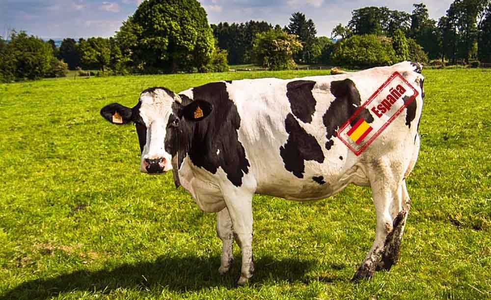 origen leche vaca origen leche vaca origen leche vaca