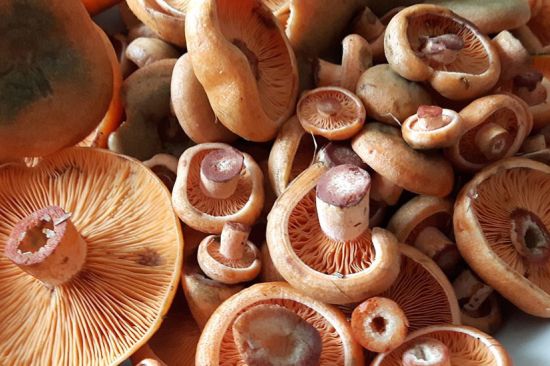 Consultorio nutricional: beneficios del regaliz y preparar setas para que duren más