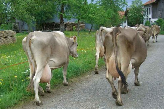 Máquinas expendedoras de leche, ¿sabes lo que compras?