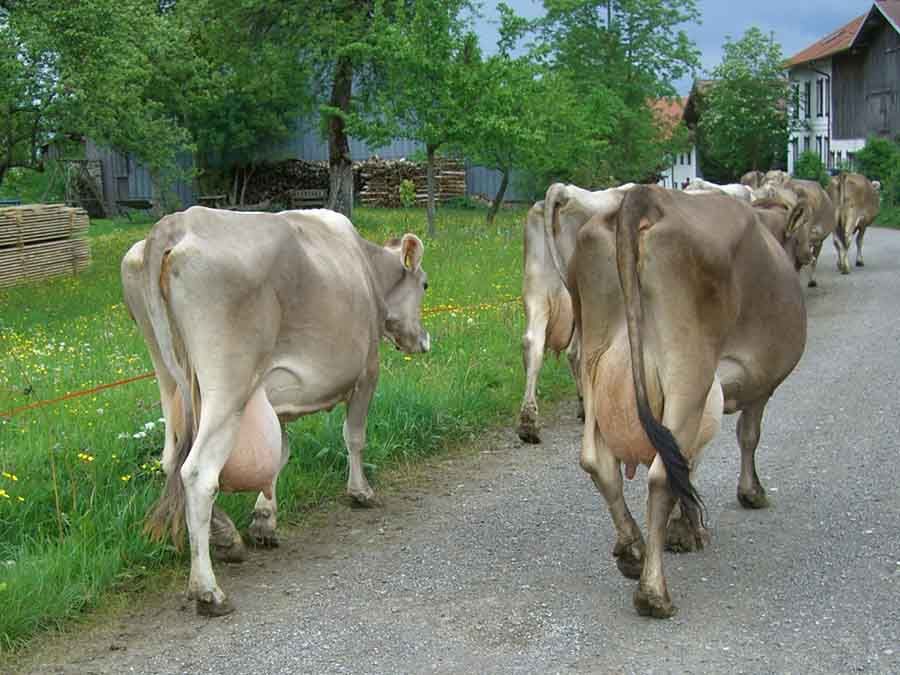 maquinas expendedoras de leche maquinas expendedoras de leche maquinas expendedoras de leche