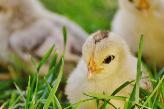 Consultorio nutricional: pollo con hormonas y falta de vitamina D