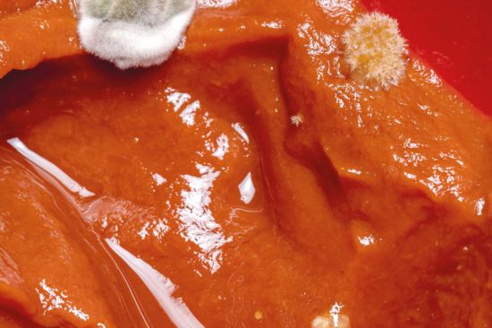 Consultorio nutricional: moho en los alimentos y germinados caseros