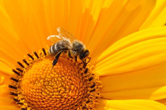 Miel y abejas: lo que el consumidor desconoce. Equipo de Investigación La Sexta