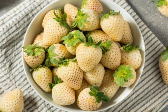 Consultorio nutricional: ultraprocesados, L-teanina contra el estrés y fresas blancas