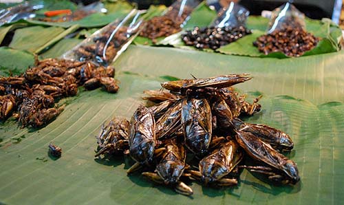 insectos comida