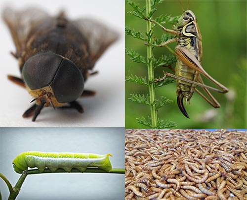 insectos varios